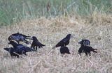 gawrony na polu Corvus frugilegus