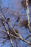 kolonia gawronów, zakładanie gniazd, Corvus frugilegus