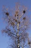 kolonia gawronów, zakładanie gniazd, Corvus frugilegus