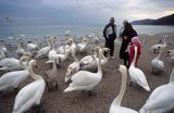 Gdynia karmienie ptaków na plaży