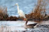 czapla biała, Casmerodius albus, Ardea alba, Egretta alba, gęś gęgawa, Anser anser