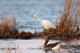 czapla biała, Casmerodius albus, Ardea alba, Egretta alba, gęś gęgawa, Anser anser