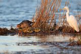 czapla biała, Casmerodius albus, Ardea alba, Egretta alba i gęsi gęgawa Anser anser z młodymi