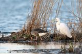 czapla biała, Casmerodius albus, Ardea alba, Egretta alba i gęsi gęgawa Anser anser z młodymi