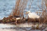 czapla biała, Casmerodius albus, Ardea alba, Egretta alba i gęsi gęgawa Anser anser z młodymi