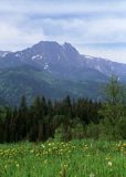 Giewont, Tatry, mlecze