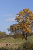 Park Krajobrazowy Wzgórz Dylewskich, Mazury