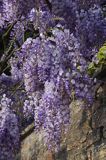 Glicynia chińska, słodlin chiński, wisteria chińska Wisteria sinensis) , Finistere, Bretania, Francja,