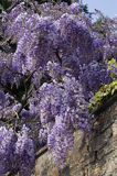 Glicynia chińska, słodlin chiński, wisteria chińska Wisteria sinensis) , Finistere, Bretania, Francja,