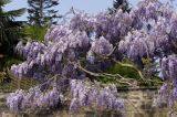 Glicynia chińska, słodlin chiński, wisteria chińska Wisteria sinensis) , Finistere, Bretania, Francja,