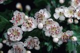 głóg dwuszyjkowy Crataegus oxyacantha