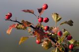 głóg dwuszyjkowy Crataegus oxyacantha