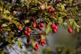 głóg jednoszyjkowy Crataegus monogyna owoce i liście