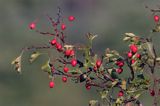 głóg jednoszyjkowy Crataegus monogyna owoce i liście