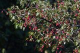 głóg jednoszyjkowy Crataegus monogyna owoce i liście