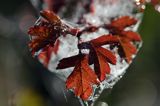 głóg jednoszyjkowy Crataegus monogyna liście