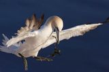 Głuptak Morus bassanus L., 1758) , syn. Sula bassana) Northern Gannet, Morus bassanus, głuptak zwyczajny z wodorostem do budowy gniazda, Helgoland