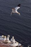 Głuptak Morus bassanus L., 1758) , syn. Sula bassana) Northern Gannet, Morus bassanus, głuptak zwyczajny, kolonia na klifie, Helgoland