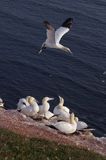 Głuptak Morus bassanus L., 1758) , syn. Sula bassana) Northern Gannet, Morus bassanus, głuptak zwyczajny, kolonia na klifie, Helgoland