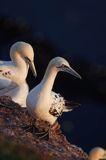 Głuptak Morus bassanus L., 1758) , syn. Sula bassana) Northern Gannet, Morus bassanus, głuptak zwyczajny, kolonia na klifie, Helgoland