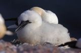 Głuptak Morus bassanus L., 1758) , syn. Sula bassana) Northern Gannet, Morus bassanus, głuptak zwyczajny, pisklę, Helgoland