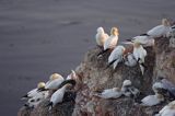 Głuptak, Morus bassanus L., 1758) , syn. Sula bassana Northern Gannet, Morus bassanus, głuptak zwyczajny, kolonia na klifie, Helgoland