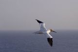 Głuptak, Morus bassanus L., 1758) , syn. Sula bassana Northern Gannet, Morus bassanus, głuptak zwyczajny, kolonia na klifie, Helgoland