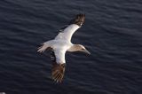 Głuptak, Morus bassanus L., 1758) , syn. Sula bassana Northern Gannet, Morus bassanus, głuptak zwyczajny, kolonia na klifie, Helgoland