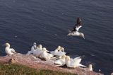 Głuptak, Morus bassanus L., 1758) , syn. Sula bassana Northern Gannet, Morus bassanus, głuptak zwyczajny, kolonia na klifie, Helgoland