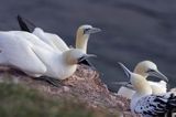 Głuptak, Morus bassanus L., 1758) , syn. Sula bassana Northern Gannet, Morus bassanus, głuptak zwyczajny, kolonia na klifie, Helgoland