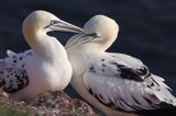 Głuptak, Morus bassanus L., 1758) , syn. Sula bassana Northern Gannet, Morus bassanus, głuptak zwyczajny, kolonia na klifie, Helgoland