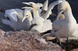 Głuptak, Morus bassanus L., 1758) , syn. Sula bassana Northern Gannet, Morus bassanus, głuptak zwyczajny, kolonia na klifie, Helgoland