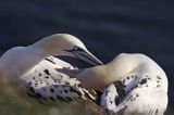 Głuptak, Morus bassanus L., 1758) , syn. Sula bassana Northern Gannet, Morus bassanus, głuptak zwyczajny, kolonia na klifie, Helgoland