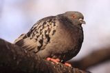 gołąb miejski, gołąb skalny, Columba livia forma urbana feral pigeon, Columba livia forma urbana