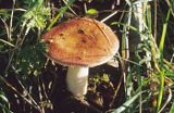 gołąbek wyborny gołąbek jadalny) Russula vesca)