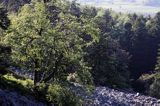 gołoborze Łysej Góry, Łysa Góra, Łysogóry, Góry Świętokrzyskie, Świętokrzyski Park Narodowy, kielecczyzna, Jarząb pospolity, jarząb zwyczajny, jarzębina, Sorbus aucuparia L.