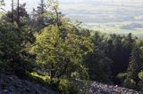 gołoborze Łysej Góry, Łysa Góra, Łysogóry, Góry Świętokrzyskie, Świętokrzyski Park Narodowy, kielecczyzna, Jarząb pospolity, jarząb zwyczajny, jarzębina, Sorbus aucuparia L.