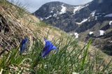 Goryczka Klusjusa Gentiana Clusii