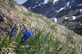 Goryczka Klusjusa Gentiana Clusii