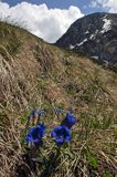 Goryczka Klusjusa Gentiana Clusii