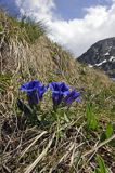 Goryczka Klusjusa Gentiana Clusii