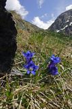 Goryczka Klusjusa Gentiana Clusii