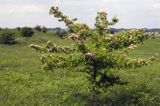 Chotel Czerwony rezerwat stepowy 'Góry Wschodnie' Ponidzie głóg dwuszyjkowy Crataegus oxyacantha