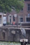 Gouda, Holandia, czapla siwa Ardea cinerea nad kanałem