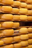 Gouda, ser Gouda, Holandia