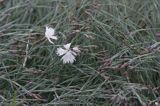 goździk postrzępiony wczesny Dianthus plumarius ssp. praecox