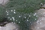 goździk postrzępiony wczesny Dianthus plumarius ssp. praecox