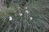 goździk postrzępiony wczesny Dianthus plumarius ssp. praecox