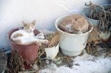 śpiące koty, Grecja, wyspa Mykonos Cyklady sleeping cats, Mykonos, Cyclades, Greece