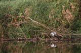 czapla siwa, Ardea cinerea